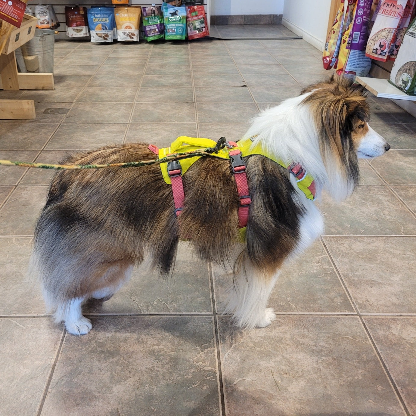 Comment choisir le meilleur harnais pour votre chien : Le guide ultime �?? Boutique D?�ggo