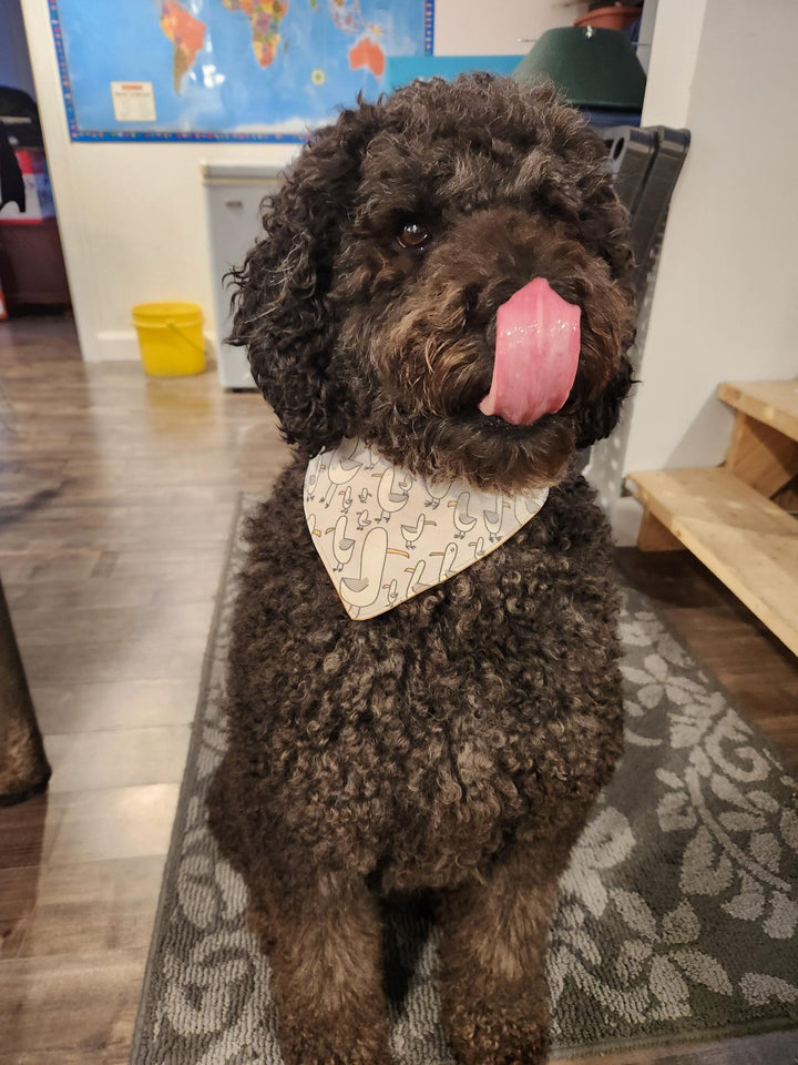 Pwel foulards pour chiens et chats