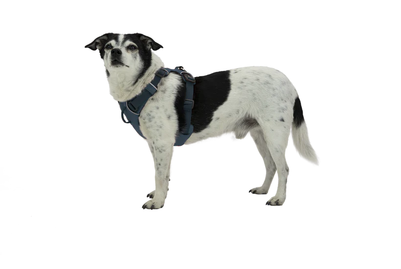 Ruffwear harnais Front Range