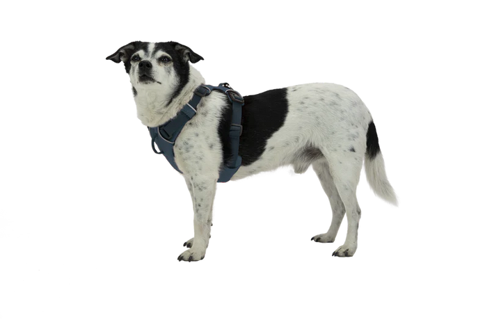 Ruffwear harnais Front Range