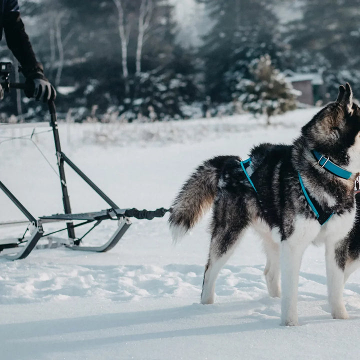 Nahak bungee pour traîneau à chiens