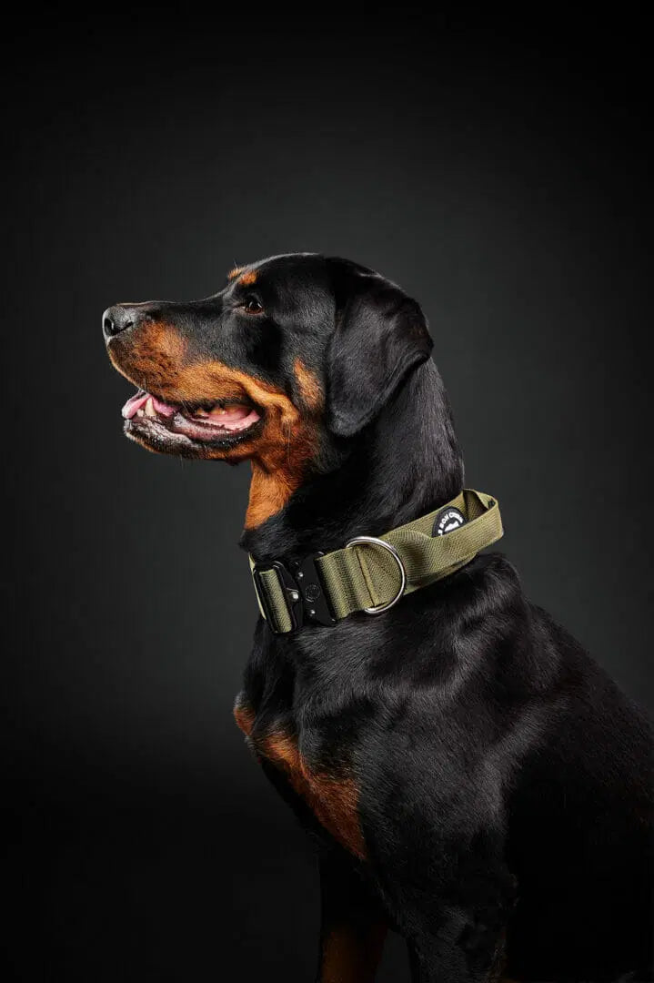 Le Bon Chien collier tactique pour chiens
