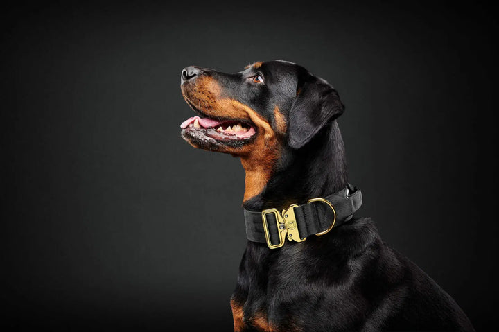 Le Bon Chien collier tactique pour chiens