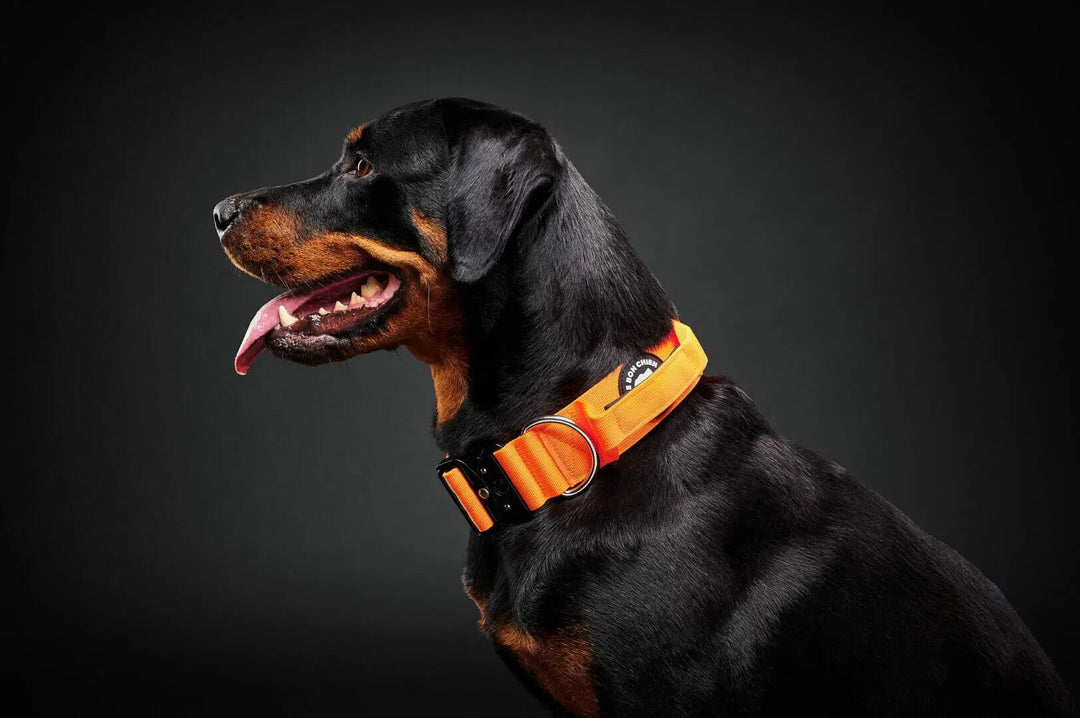 Le Bon Chien collier tactique pour chiens
