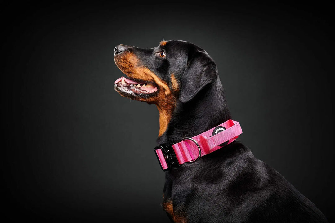 Le Bon Chien collier tactique pour chiens
