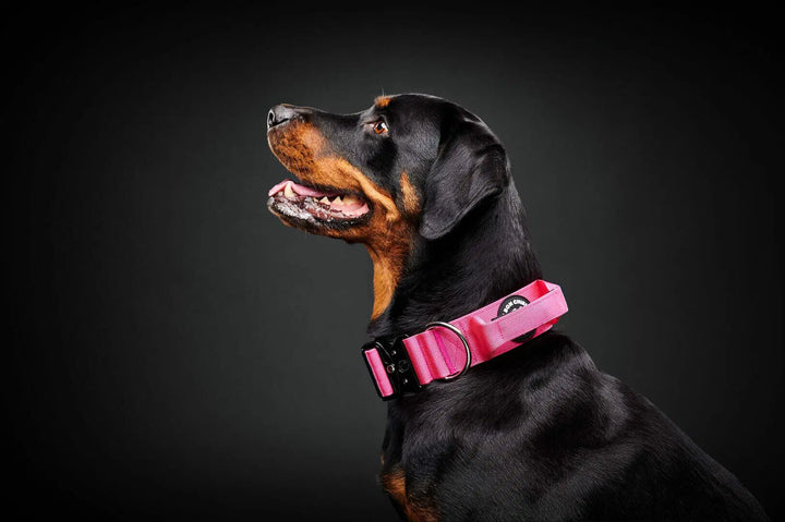 Le Bon Chien collier tactique pour chiens