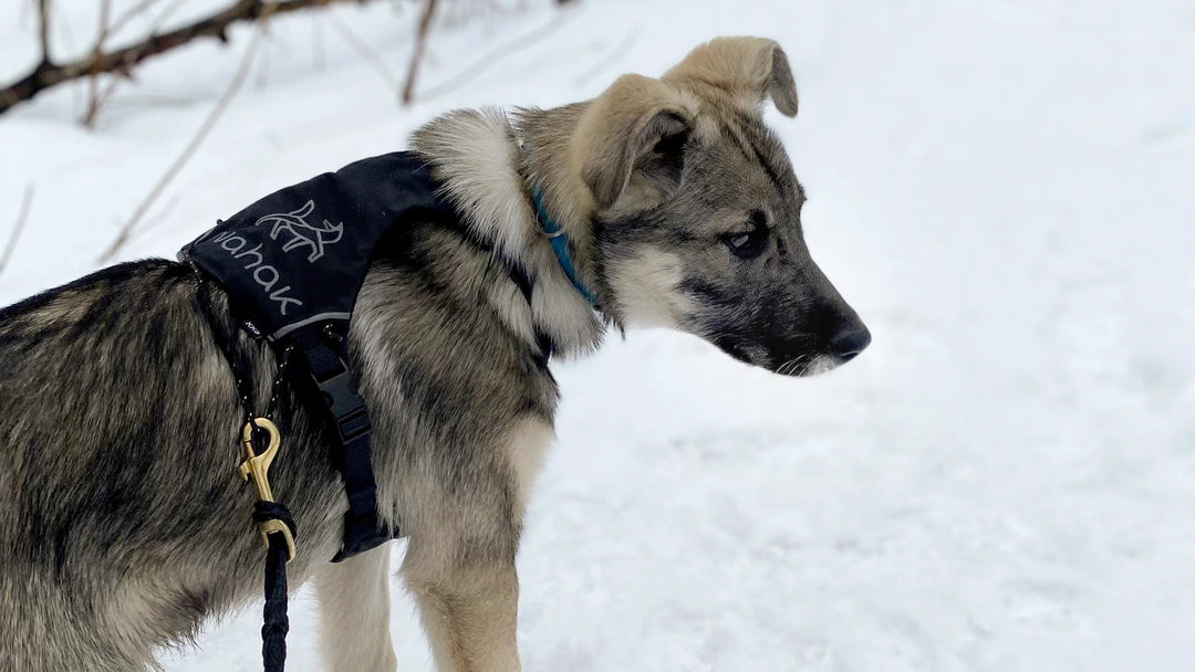 Nahak harnais polyvalent pour petits chiens