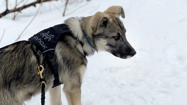 Nahak harnais polyvalent pour petits chiens