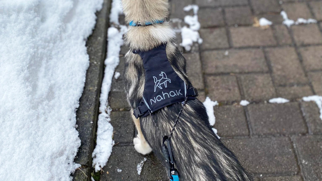 Nahak harnais polyvalent pour petits chiens