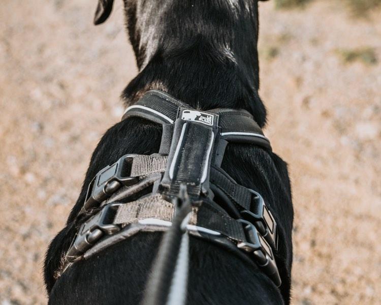 Le chien blanc harnais Atlas