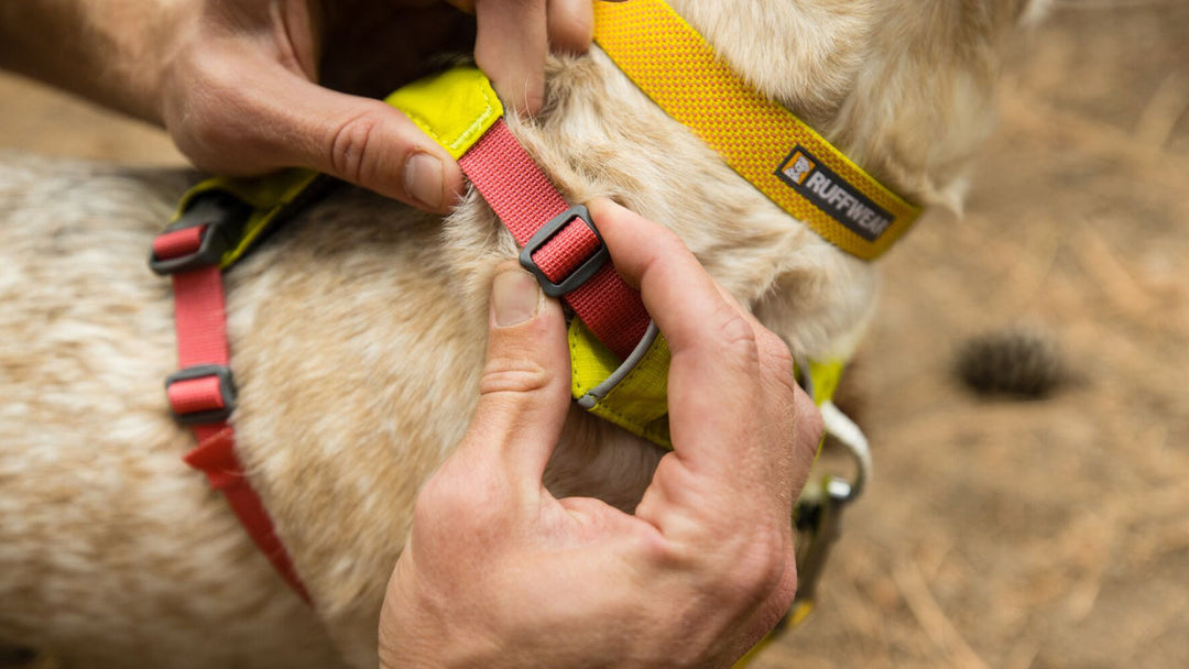 Ruffwear harnais pour chiens Hi & Light