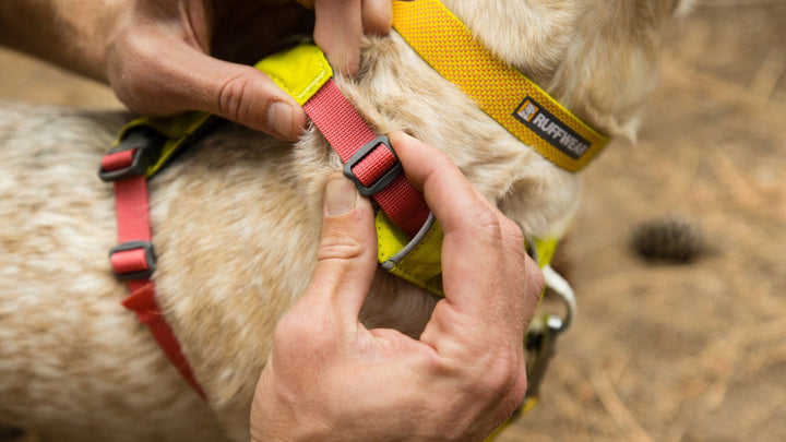Ruffwear harnais pour chiens Hi & Light