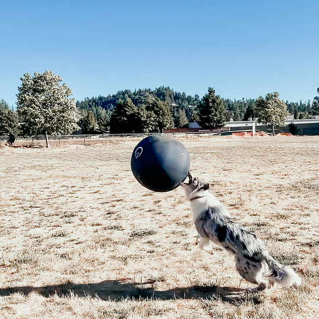 Collie Ball balle d'entraînement pour chiens Herding Ball - exclusivité au Québec!