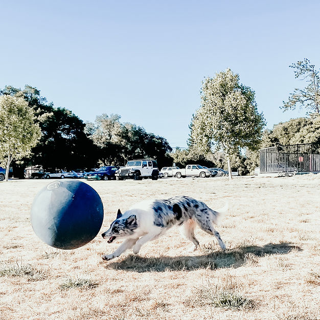 Collie Ball balle d'entraînement pour chiens Herding Ball - exclusivité au Québec!