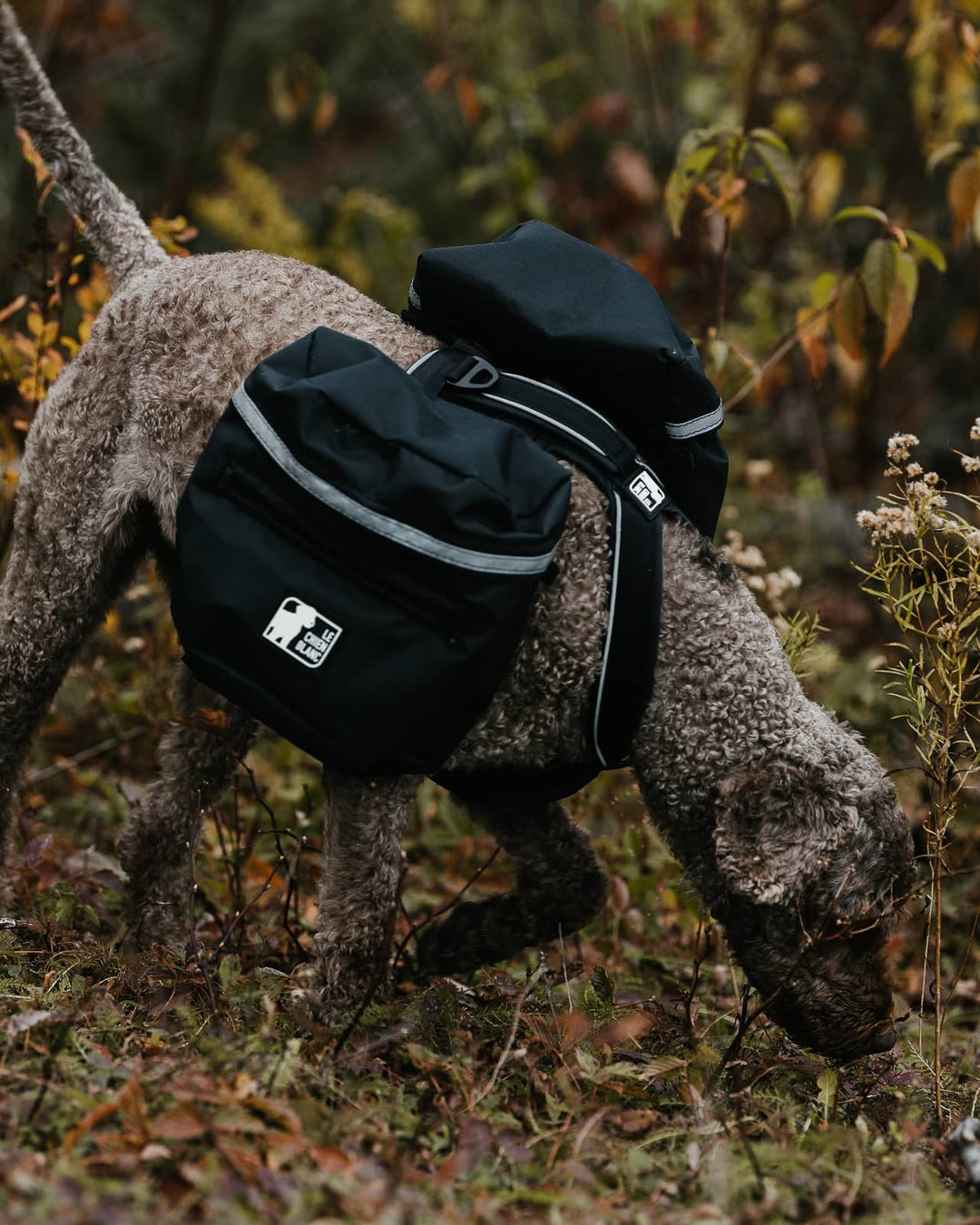 Le chien blanc sac à dos Expédition
