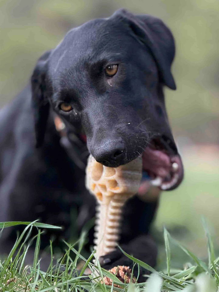 SodaPup jouet à remplir et mastiquer eChew HoneyBone Flower