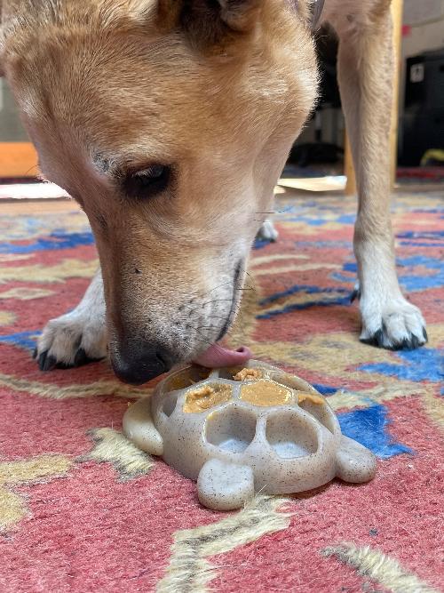 SodaPup jouet à remplir et mastiquer eChew Tortue