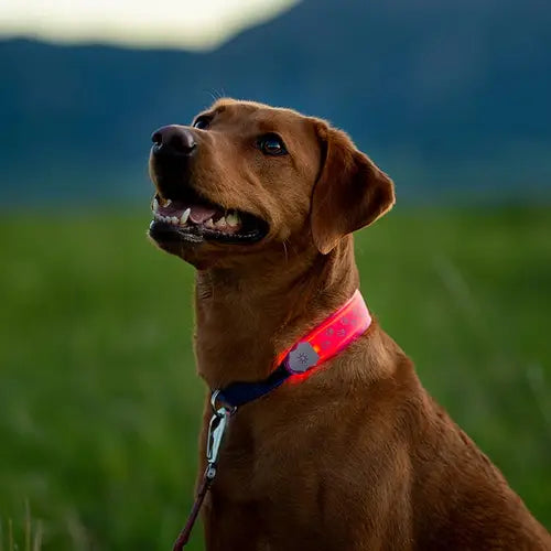 Nite Ize couvre-collier lumineux LED Nite Dog