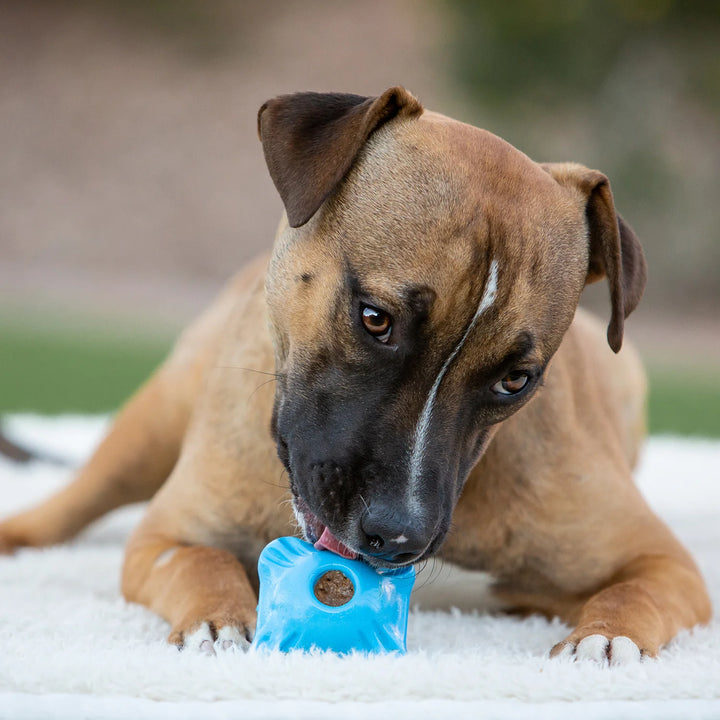Jolly Pets jouet Squarble