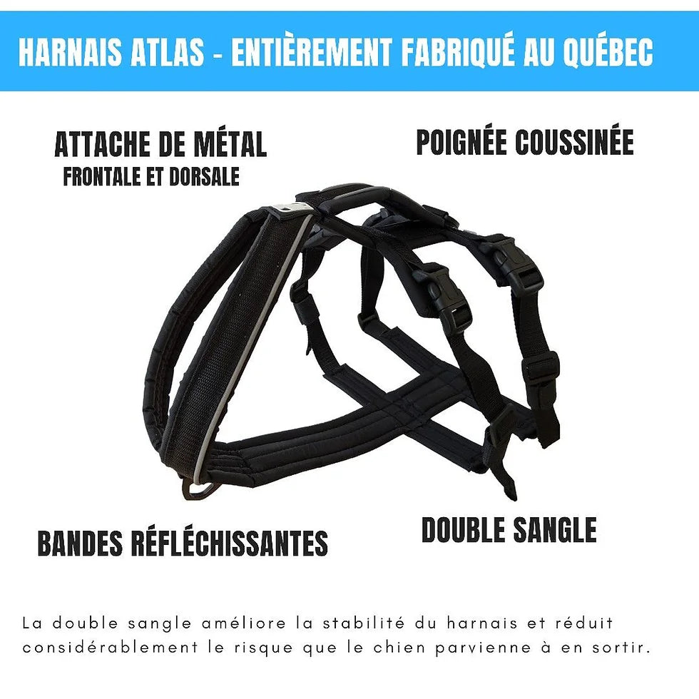 Le chien blanc harnais Atlas