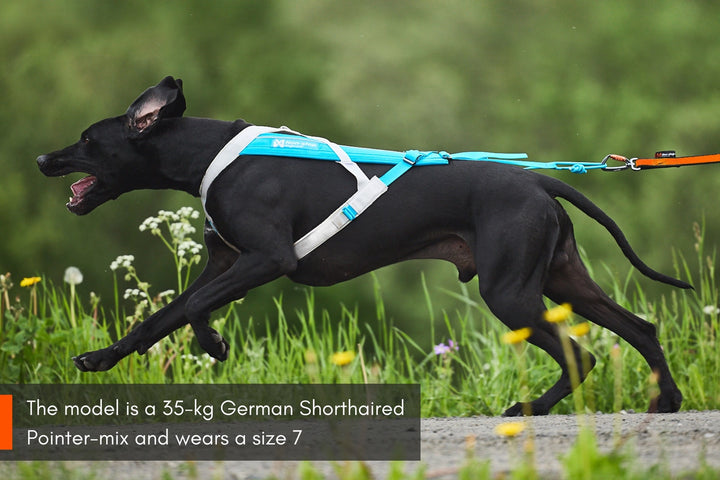 Non-Stop Dogwear harnais de traction Freemotion 5.0