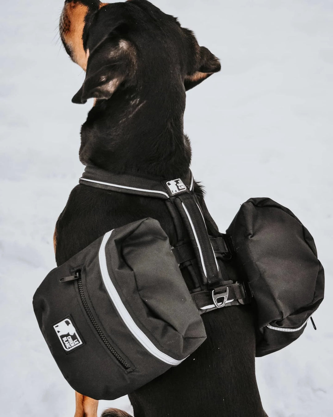 Le chien blanc sac à dos Expédition