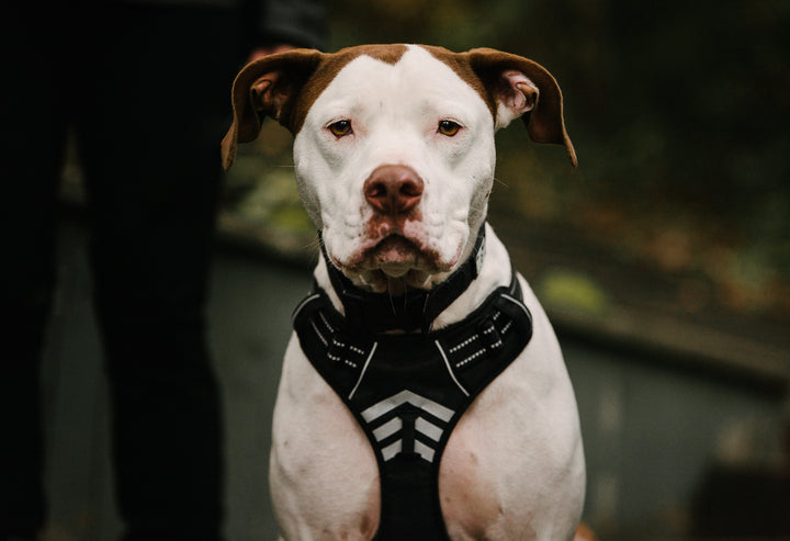 Le chien blanc harnais Moe (discontinué)
