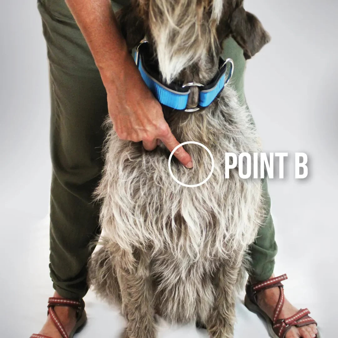 Nahak harnais hybride pour chiens