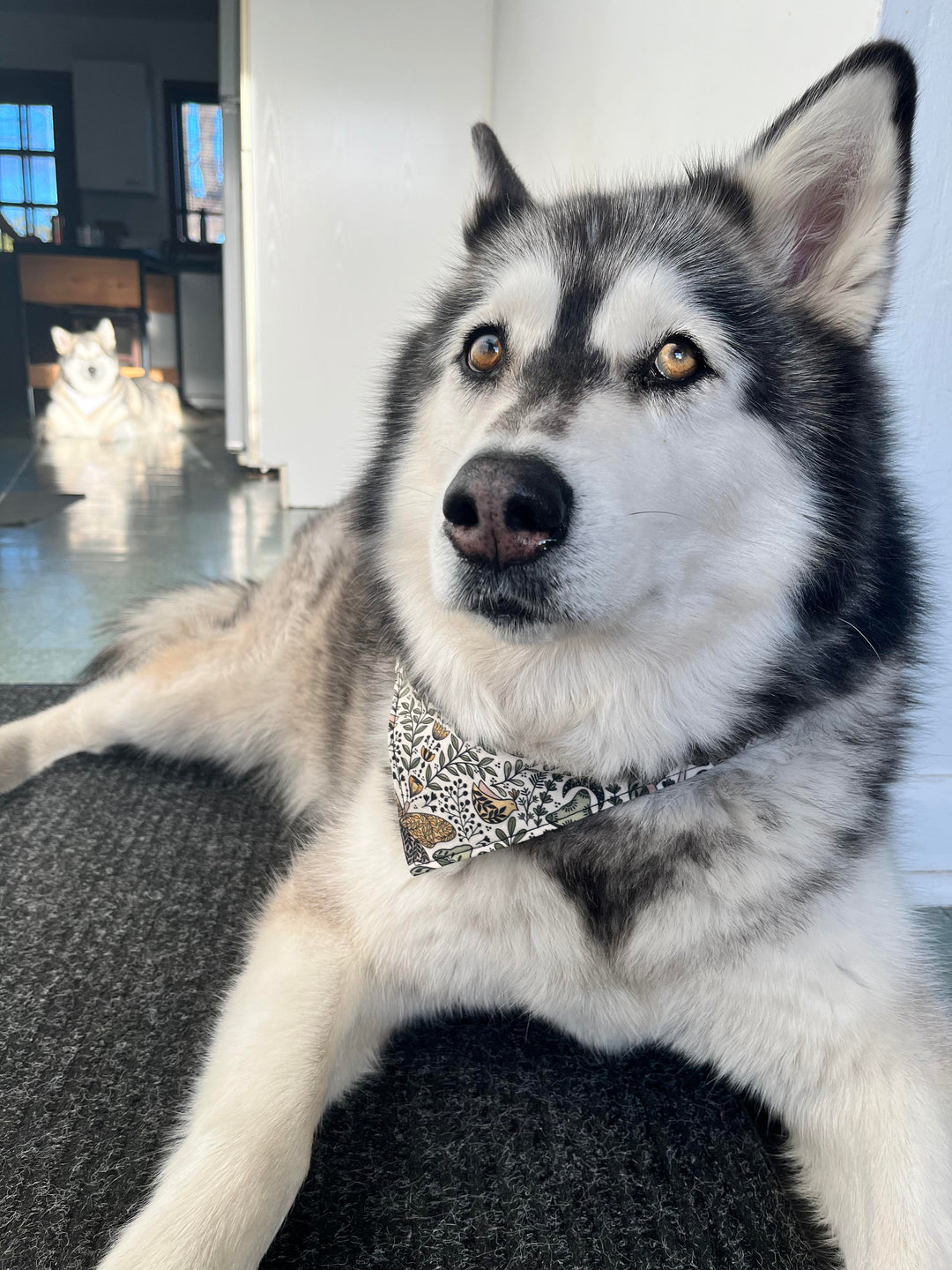 Pwel foulards pour chiens et chats