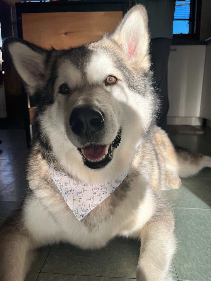 Pwel foulards pour chiens et chats