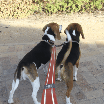 Rogz coupleur Utility