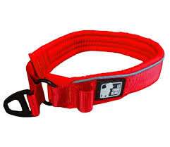Le chien blanc collier martingale