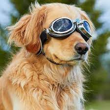 Doggles lunettes de protection pour chiens