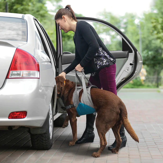 Kurgo sangle d'assistance pour levage Up & About Dog Lifter