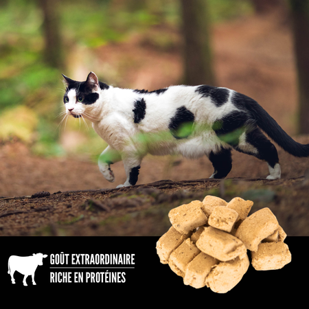 Orijen gâterie lyophilisée pour chats Regional Red 35g