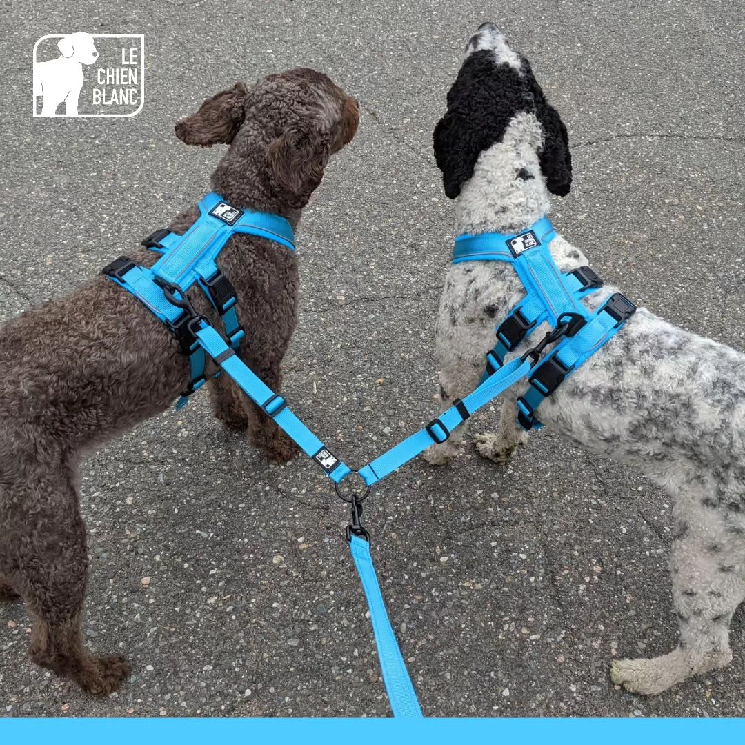 Le chien blanc harnais Atlas