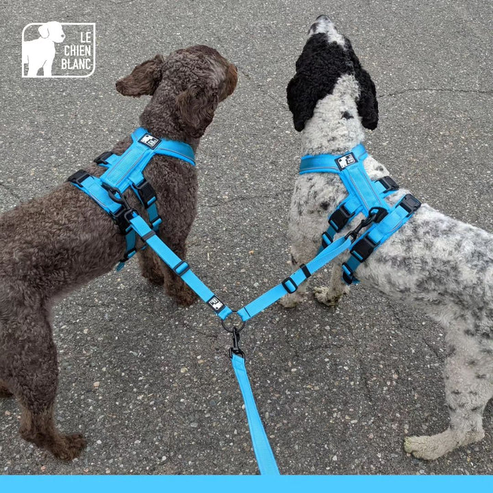 Le chien blanc harnais Atlas