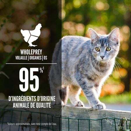 Orijen nourriture humide pour chats Repas Canard et Poulet