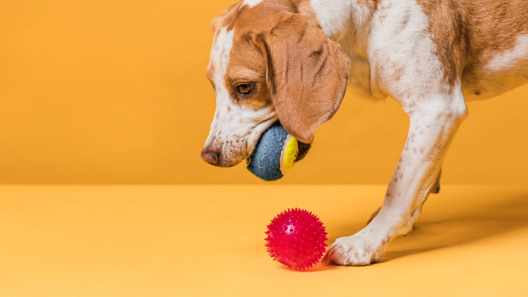 Jouets pour chiens destructeurs : Comment allier résistance et divertissement ?