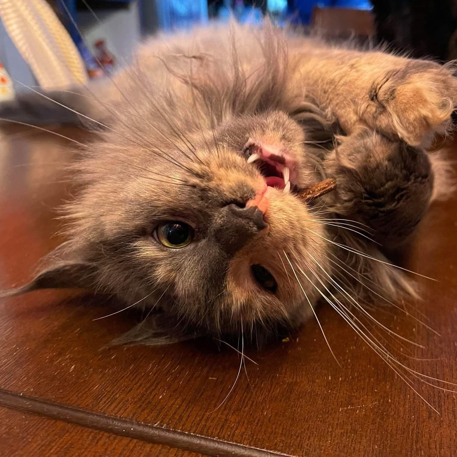 abcès dentaire chat traitement