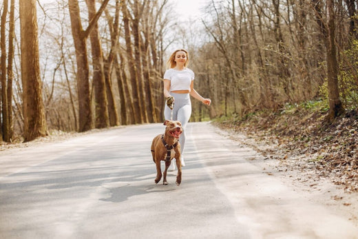 Harnais ou collier pour votre chien : comment faire le meilleur choix ?