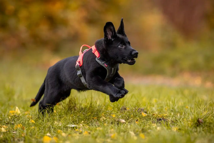 Non-Stop Dogwear harnais pour chiens Ramble