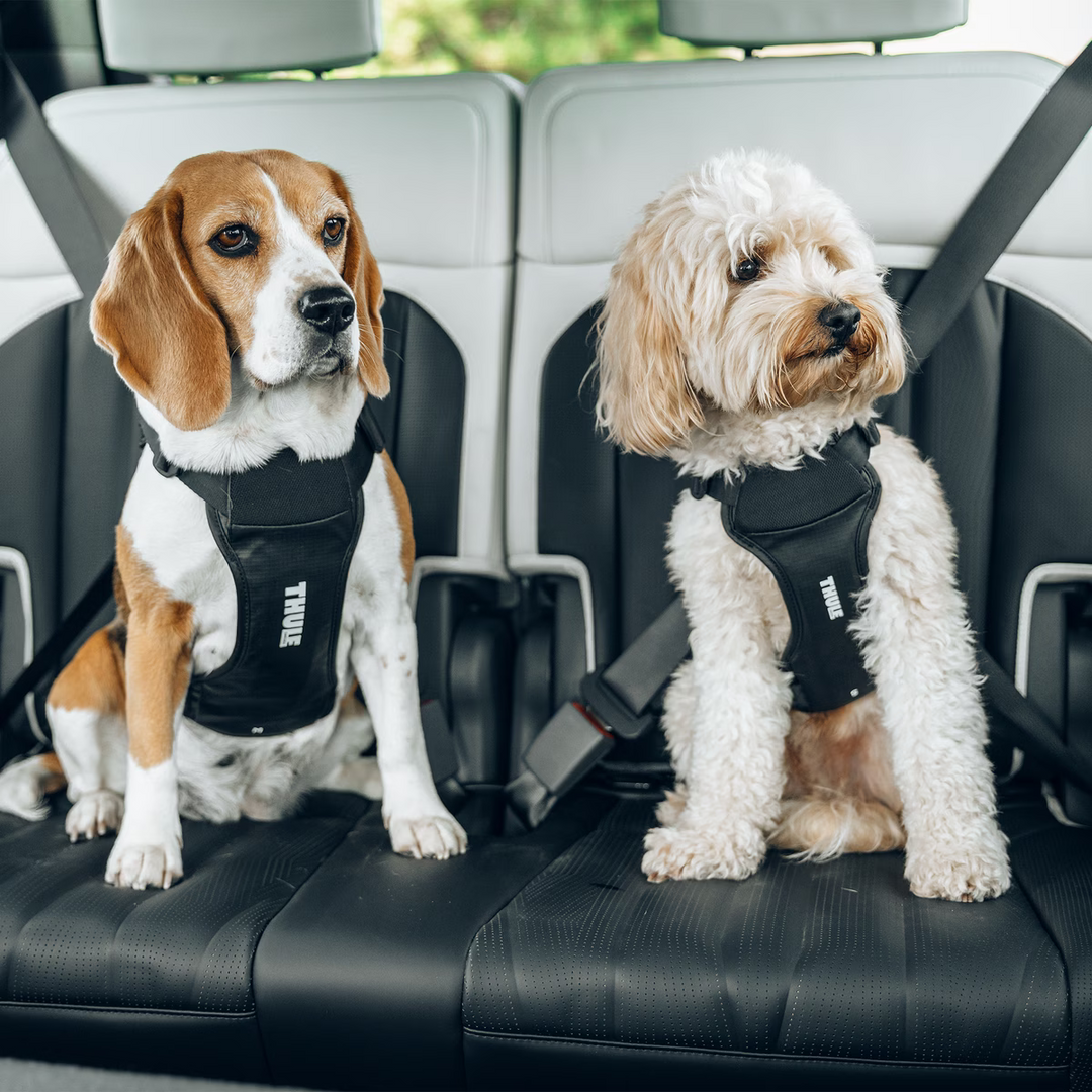 Thule harnais pour la voiture Cappy