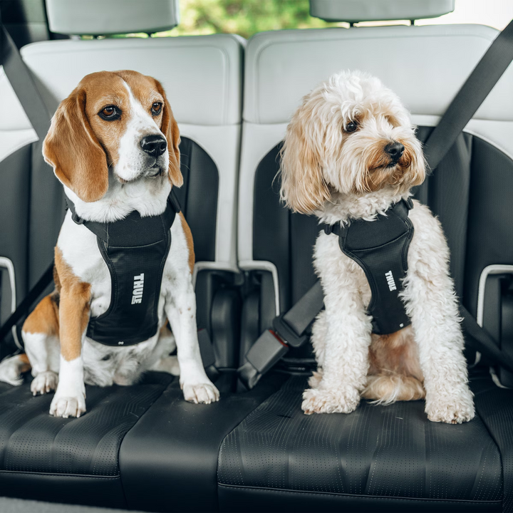 Thule harnais pour la voiture Cappy