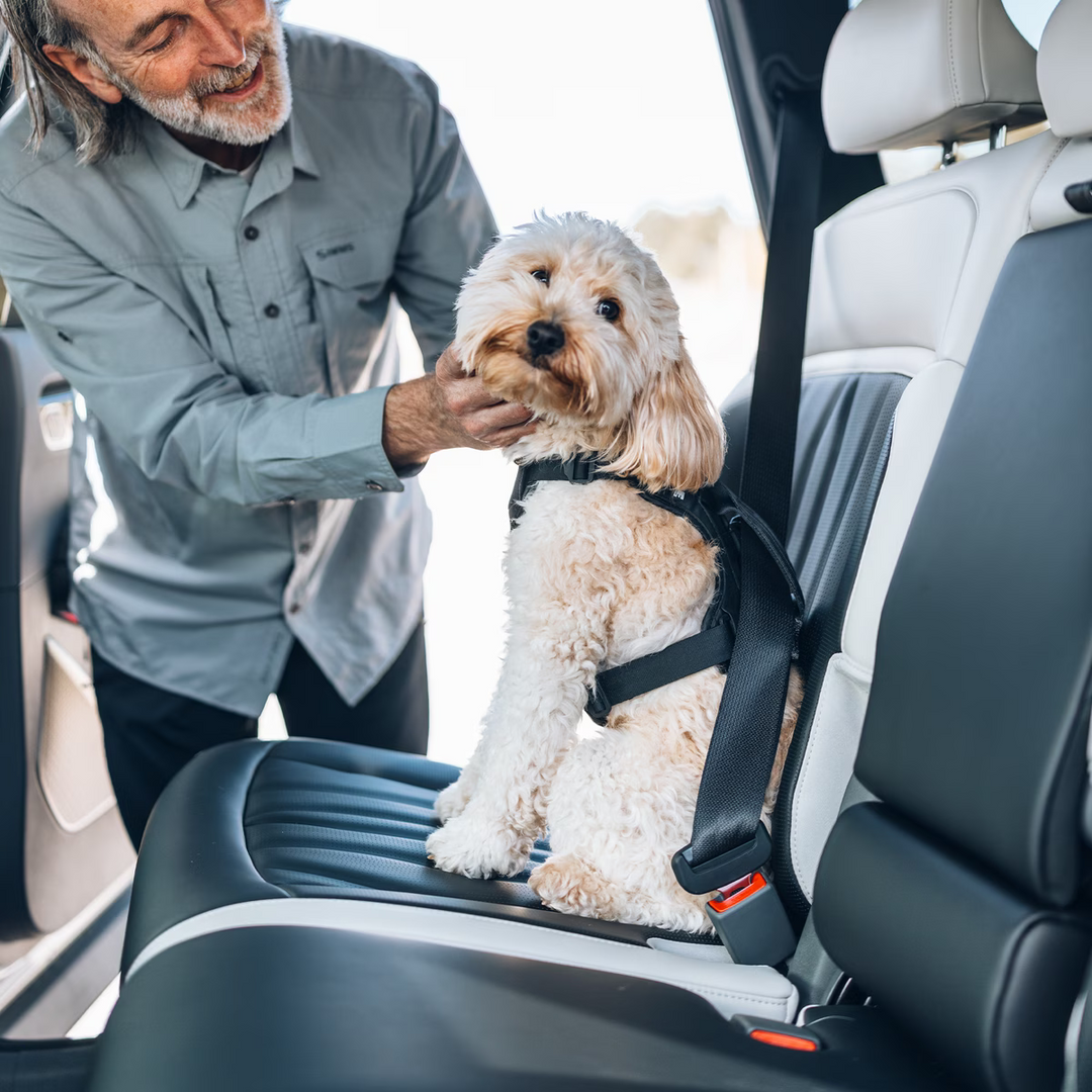 Thule harnais pour la voiture Cappy