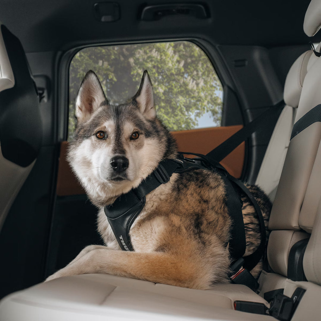 Thule harnais pour la voiture Cappy