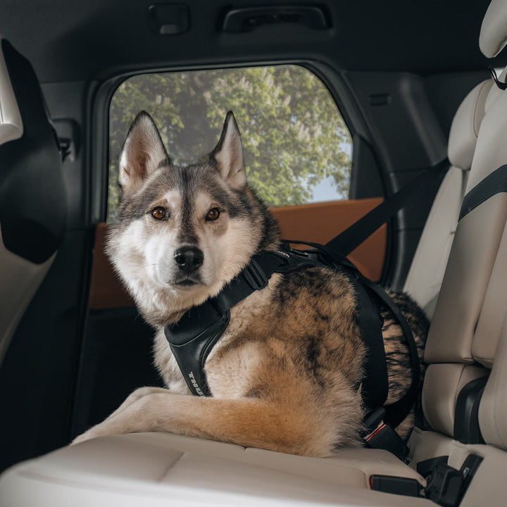 Thule harnais pour la voiture Cappy
