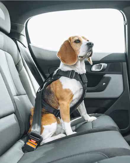 Thule harnais pour la voiture Cappy