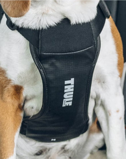 Thule harnais pour la voiture Cappy