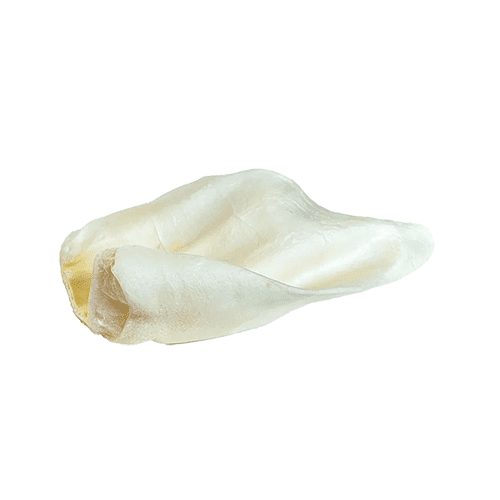 Bullsters oreille de vache blanche sans auricule